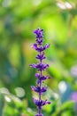 Blue Salvia farinacea flowers, or Mealy Cup Sage on green background, close-up Royalty Free Stock Photo