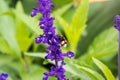 Blue Salvia farinacea flowers, or Mealy Cup Sage on green background, close-up Royalty Free Stock Photo