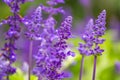 Blue Salvia farinacea flowers, or Mealy Cup Sage on green background, close-up Royalty Free Stock Photo