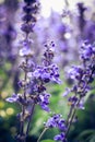 Blue salvia flower