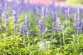 Blue salvia flower garden, outdoor day light, nature concept background Royalty Free Stock Photo