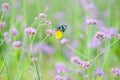 BLUE SALVIA flower garden travel location Royalty Free Stock Photo