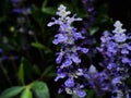 Blue Salvia flower