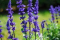 Blue Salvia flower