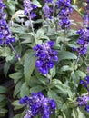 Blue salvia growing wild in Florida Royalty Free Stock Photo