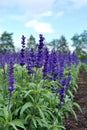 Blue salvia flowers