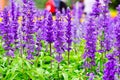 Blue salvia flowers