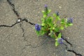Blue salvia flowers with green leaves growing through cracks in gray asphalt Royalty Free Stock Photo