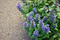 Blue salvia flowers with green leaves, gray asphalt background Royalty Free Stock Photo