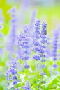 Blue Salvia,Mealy Cap Sage or Salvia farinacea Benth Royalty Free Stock Photo