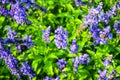 Blue salvia or Mealy Cup Sage Royalty Free Stock Photo