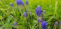 Blue salvia purple flowers. salvia flowers in the garden