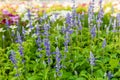 Blue salvia purple flowers