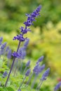 Blue Salvia (salvia farinacea) flowers