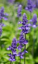 Blue Salvia (salvia farinacea) flowers Royalty Free Stock Photo