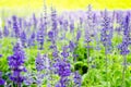 Blue salvia,Salvia flower in garden