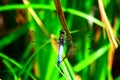 blue scarce chaser dragonfly in grass