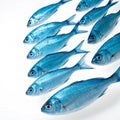 Blue school of fish isolated on white background Royalty Free Stock Photo