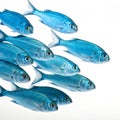 Blue school of fish isolated on white background Royalty Free Stock Photo