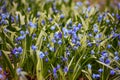 Blue Scilia or Wood Squill Flowers Blooming