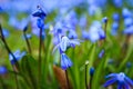 Blue scilla Royalty Free Stock Photo
