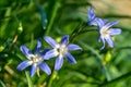 Blue scilla flower in the grass