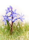 Blue Scilla flower in the grass