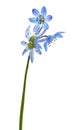 Blue scilla flower isolated