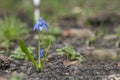 Blue Scilla flower