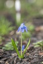 Blue Scilla flower