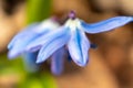 Blue scilla flower spring blossom blurred macro Royalty Free Stock Photo
