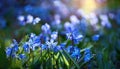 Blue scilla flowers blooming in a lush green forest during spring. Royalty Free Stock Photo