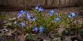 Blue scilla flowers in the forest