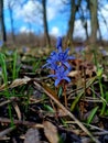blue scilla flowers