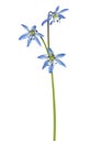 Blue scilla flowers isolated
