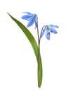 Blue scilla flowers and leaf isolated