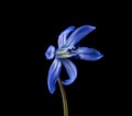Blue scilla isolated on black background close-up