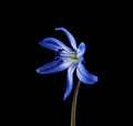 Blue scilla isolated on black background close-up