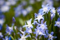 Blue Scilla siberica