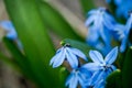 Blue scilla Scilla siberica blooming in the garden