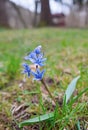 Blue scilla siberica flower
