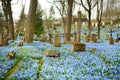 Blue scilla siberica spring flowers blossoming in Bernardine cemetery, one of the three oldest graveyards in Vilnius, Lithuania Royalty Free Stock Photo