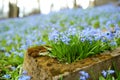 Blue scilla siberica spring flowers blossoming in Bernardine cemetery, one of the three oldest graveyards in Vilnius, Lithuania Royalty Free Stock Photo