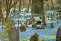 Blue scilla siberica spring flowers blossoming in Bernardine cemetery, one of the three oldest graveyards in Vilnius, Lithuania Royalty Free Stock Photo