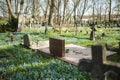 Blue scilla siberica spring flowers blossoming on sunny day in April in Bernardine cemetery in Vilnius, Lithuania Royalty Free Stock Photo