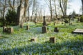 Blue scilla siberica spring flowers blossoming on sunny day in April in Bernardine cemetery in Vilnius, Lithuania Royalty Free Stock Photo