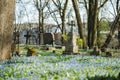 Blue scilla siberica spring flowers blossoming on sunny day in April in Bernardine cemetery in Vilnius, Lithuania Royalty Free Stock Photo