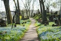 Blue scilla siberica spring flowers blossoming on sunny day in April in Bernardine cemetery in Vilnius, Lithuania Royalty Free Stock Photo