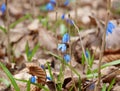 blue scilla in spring Royalty Free Stock Photo