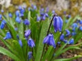 Blue Scilla Spring flowers in rain Royalty Free Stock Photo